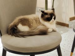 -猫域·湾主题猫咖·宠物吧(南坪城市广场店)