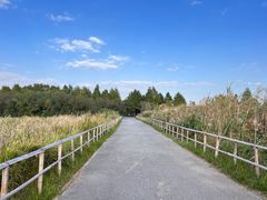 -宁波杭州湾国家湿地公园