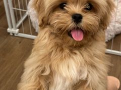 -FAELING PETS美天灵宠物(合生汇店)