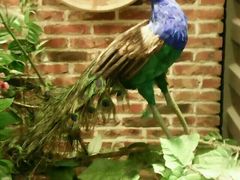 -陈阿婆重庆绿色鱼火锅