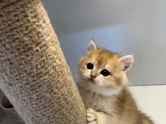 -十月米努特矮脚猫舍