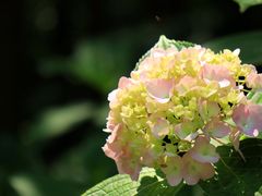 -上海滨江森林公园