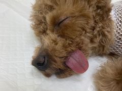 -全心全意连锁动物医院·微创中心·内科急重症·心脏专科(丰管路店)