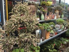 -金科花卉市场