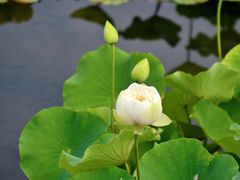 -荷塘月色湿地公园·向阳花洲