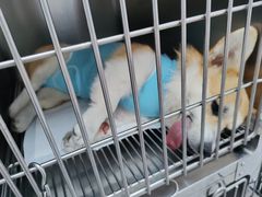 -中农国际动物医院24小时·猫科·骨科·急重症中心