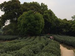 -西湖风景区十里琅珰-五云山