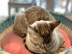 -Cappucimeow猫咪咖啡馆(韦伯时代店)