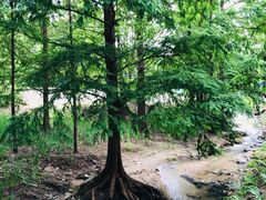 -白水寺森林公园