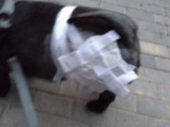 iphone_upload_pic-康乐宝动物医院