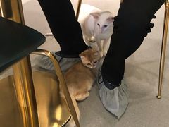 -飞行喵MR PILOT|猫舍·猫咖(静安大融城店)