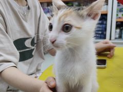 -瑞鹏宠物医院·微创内窥镜·骨外科·牙科(翠竹分院)