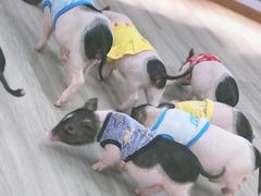 -猪盟咖啡店(玖洲道店)