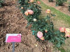 -人民公园(罗湖区)