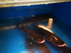 -小湘旺臭鳜鱼(百子湾店)