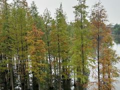 -白鹭湾湿地公园