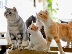 -平行世界·猫咖(首经贸店)