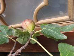 -南堂小馆·川菜馆(德商国际店)