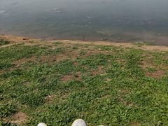 -丁香湖公园