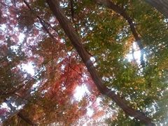 android_upload_pic-八大关景区