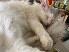 -平行世界·猫咖(首经贸店)