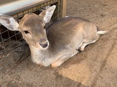 -费瑟代尔野生动物园