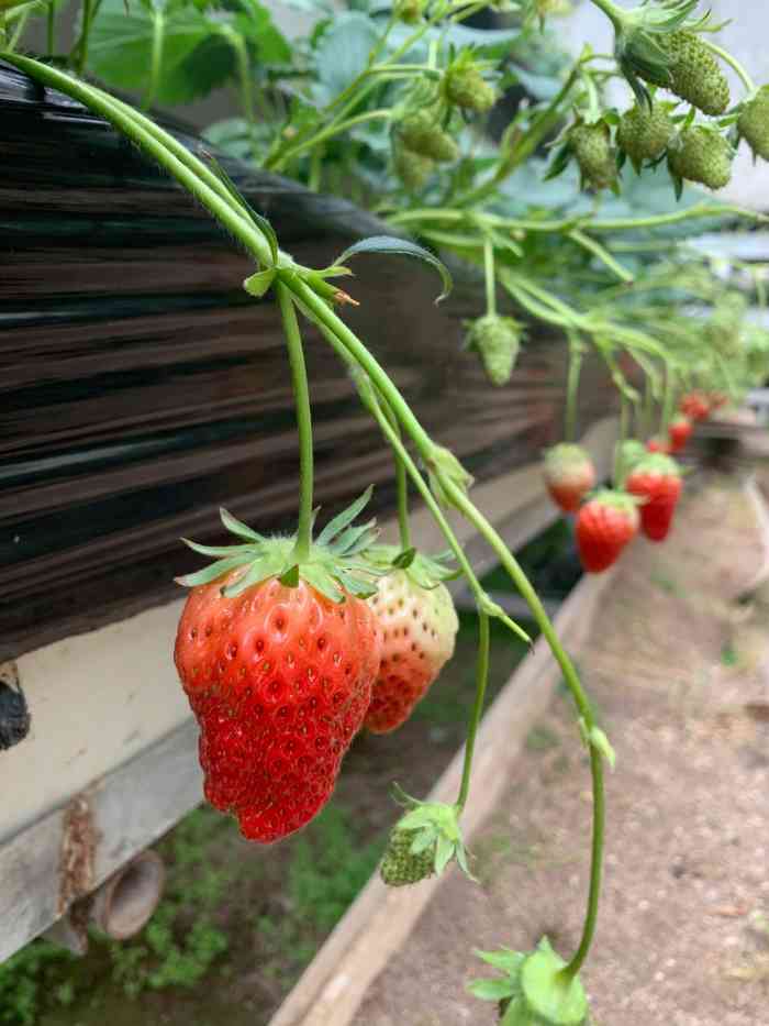 沐恩格林四季农场-"母上大人从过年的时候就让我物色一个采摘草.