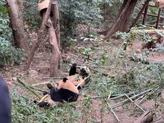 -成都大熊猫繁育研究基地