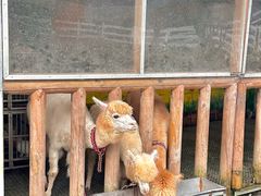 -云栖山谷野奢营地