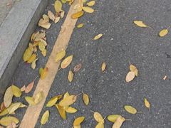 -四方面荘(常丰花园店)