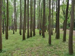 -东平国家森林公园