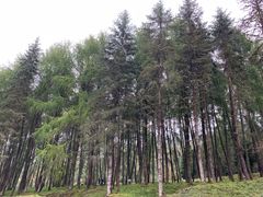 -硗碛藏寨·神木垒景区