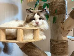 -唐小姐の私宠·宠物洗护美容·撸猫馆·购宠(周浦万达旗舰店)