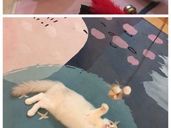 -猫在这儿猫咪咖啡馆·撸猫馆