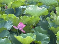 -荷塘月色湿地公园·向阳花洲