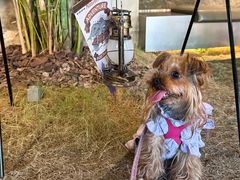 -J Create城市露营咖啡·简餐·宠物(上海动物园店)