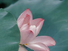 -洪湖生态旅游区