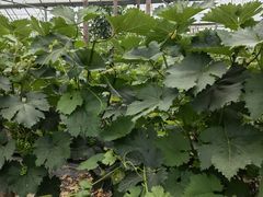 -庞各庄翠芳园西瓜蔬菜基地采摘园