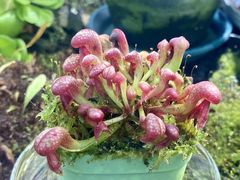 -国家植物园南园