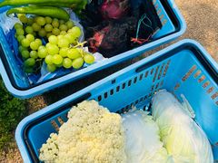 -海堤葡萄园中小学生研学基地