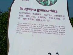 -东寨港红树林旅游区