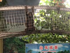 -西霞口神雕山野生动物世界