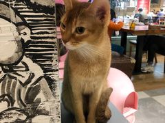 -猫小院猫主题餐厅(三里屯店)