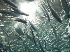 -上海海洋水族馆