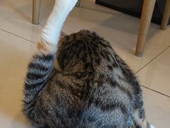 -平行世界·猫咖(首经贸店)