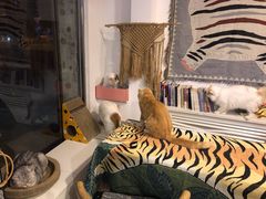 -平行世界·猫咖(首经贸店)