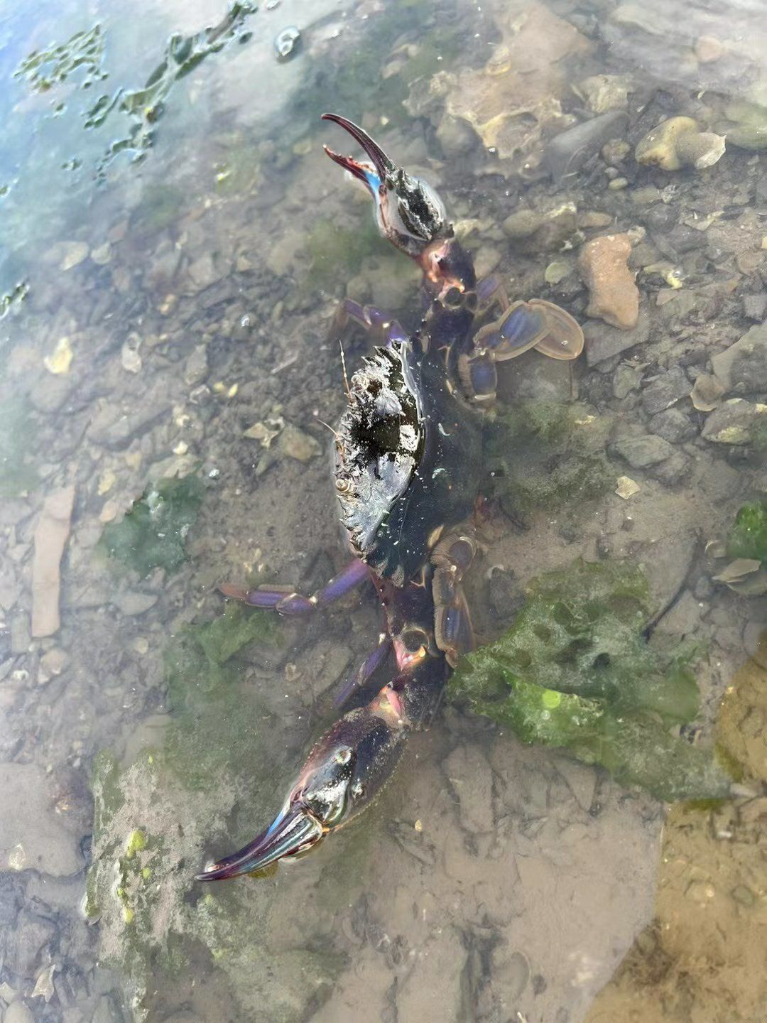 海边的大赤甲红
