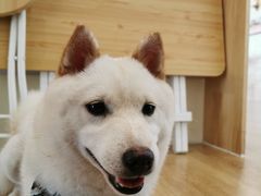 -柴犬小屋·柴餐厅·狗咖食堂(金鼎广场店)