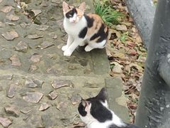 -上海佘山国家森林公园天马山园