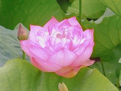-陈家山荷花公园
